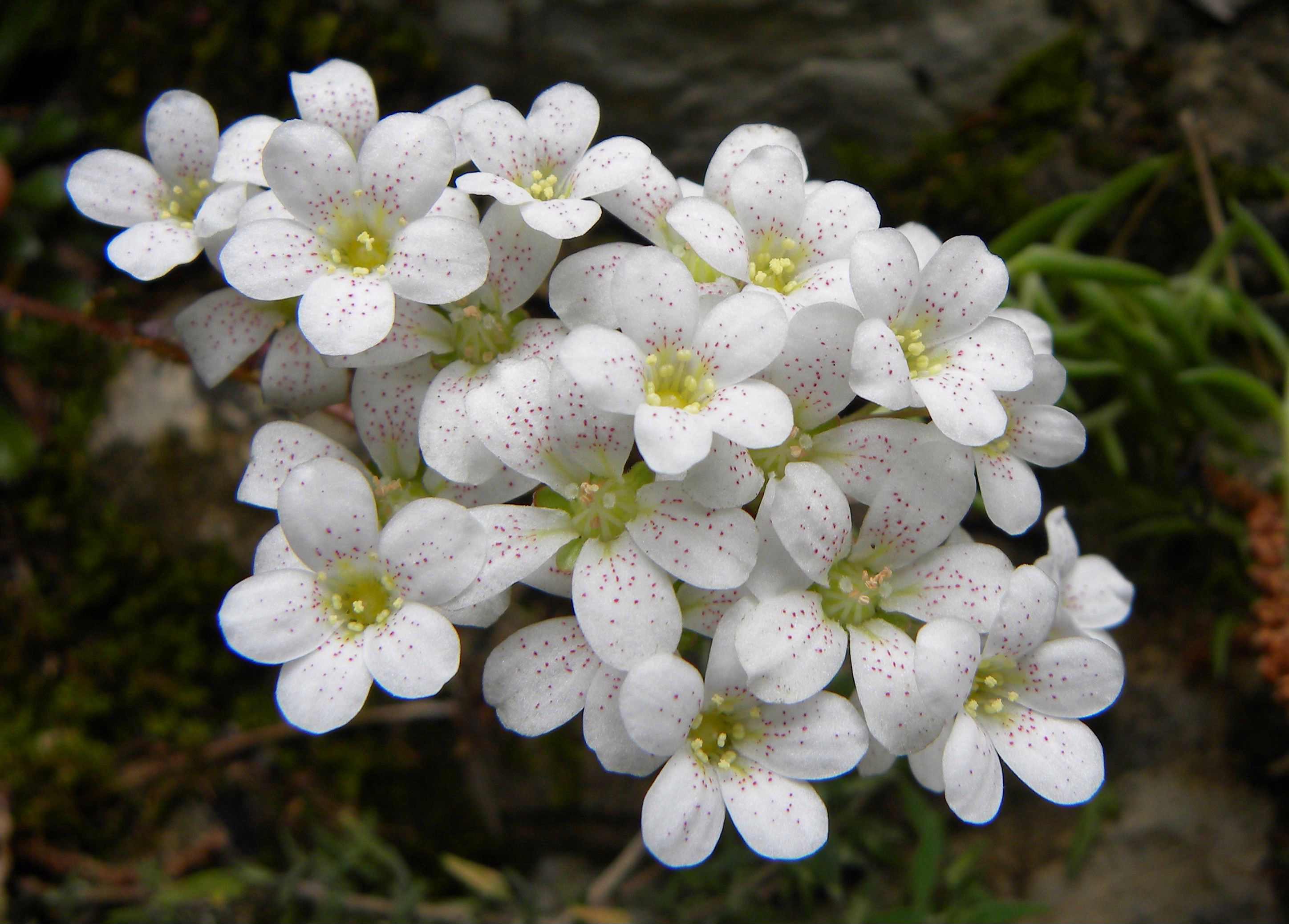 Saxifraga cochlearis / Sassifraga spatolata